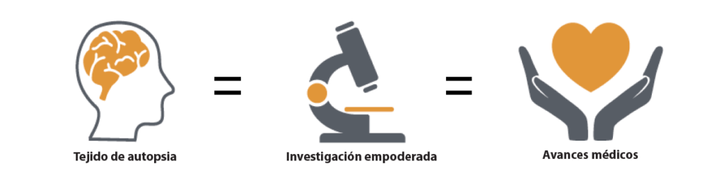 Ilustración con tres íconos y signos de igualdad: una cabeza con un cerebro (Tejido de autopsia) = un microscopio (Investigación empoderada) = unas manos sosteniendo un corazón (Avances médicos).